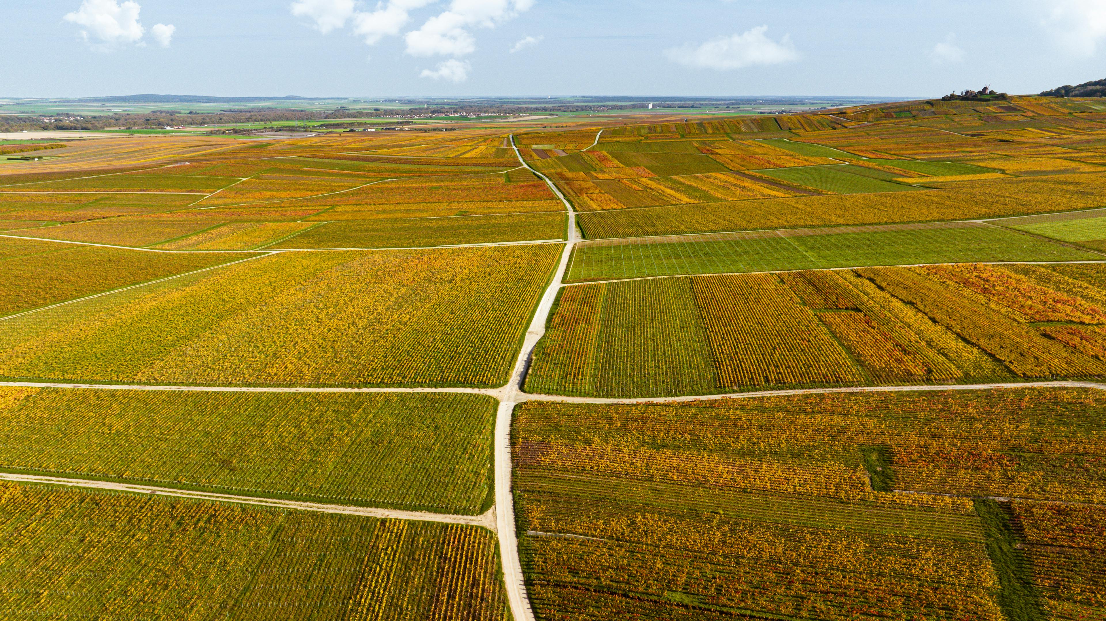 Vineyards