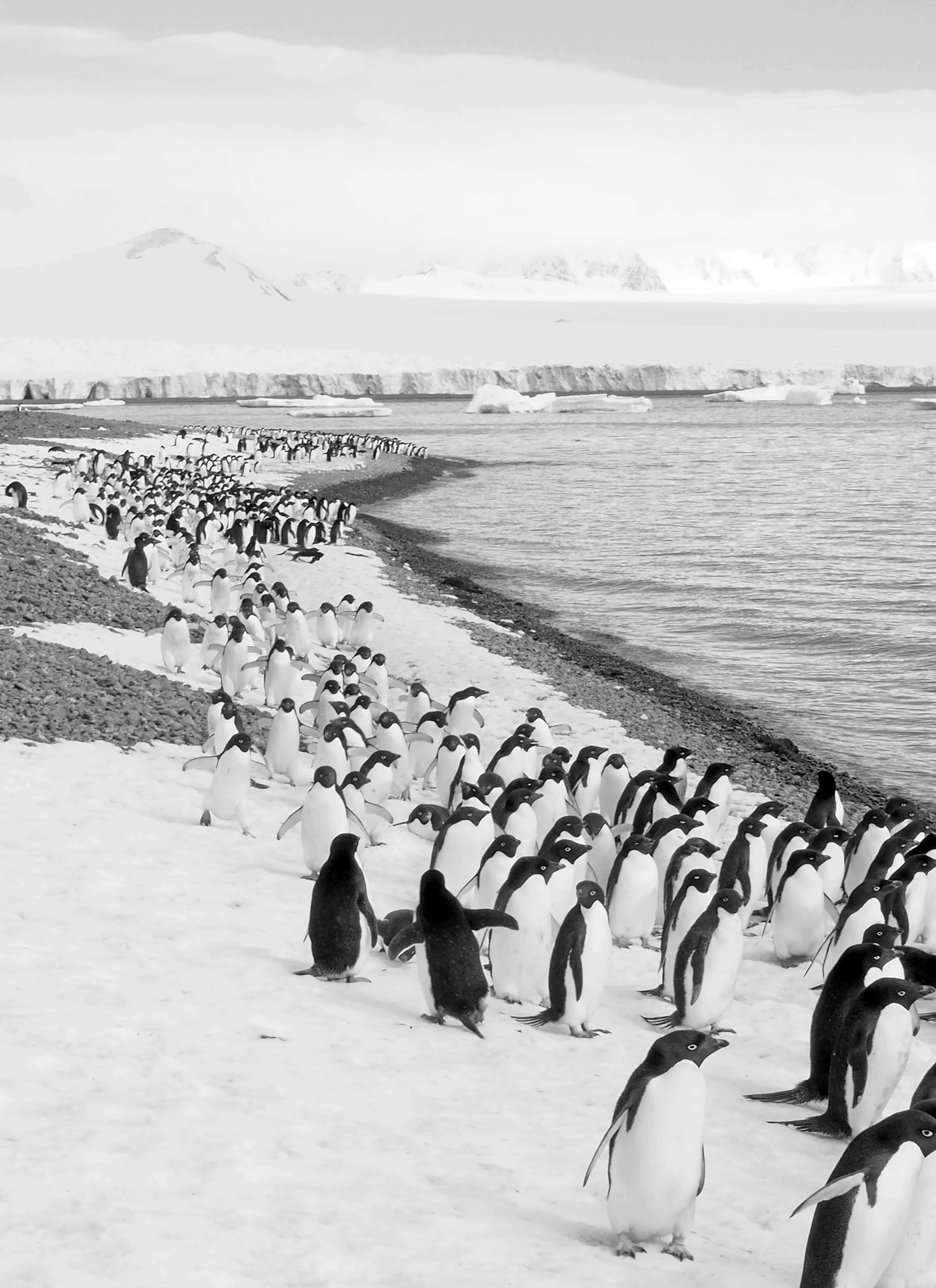 Penguins in Antarctica