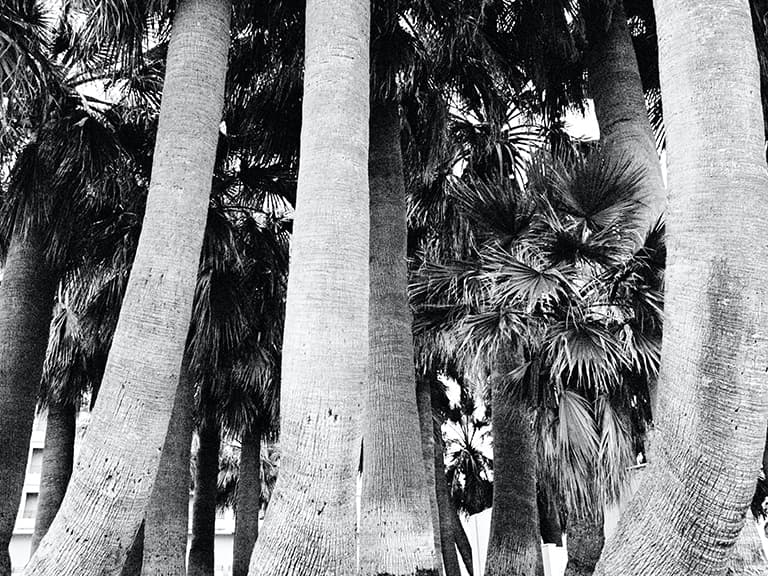 Palm trees, French Riviera