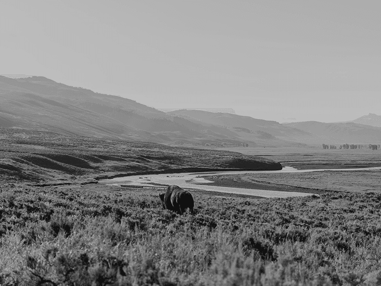 Lamar Valley, Wyoming, USA