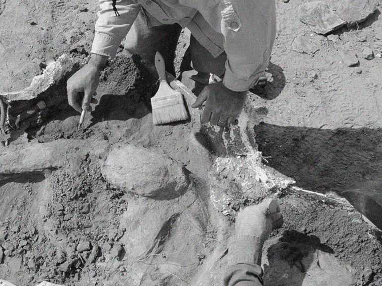 Dinosaur bone, Wyoming, USA