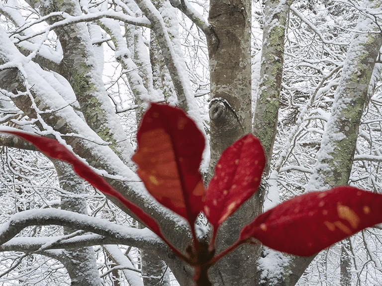 Beech tree with Poinsettia Beech tree with Poinsettia